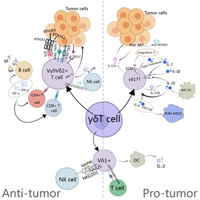 Potential of gamma/delta T cells for solid tumor immunotherapy
